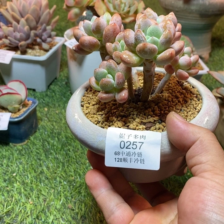 0257啊啊啊啊啊啊啊啊