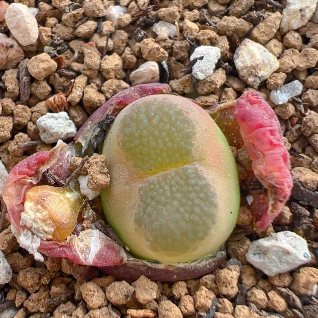 李**球35多肉植物百科知识