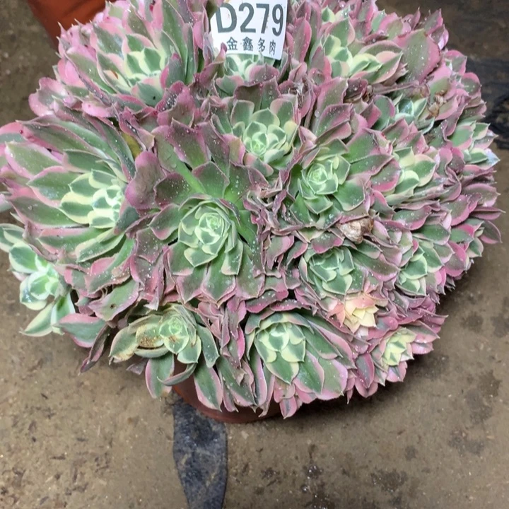 279多肉植物一物一拍