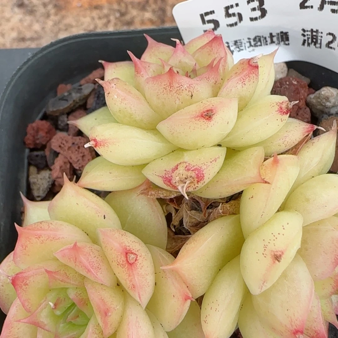 花语逸镜0203-553