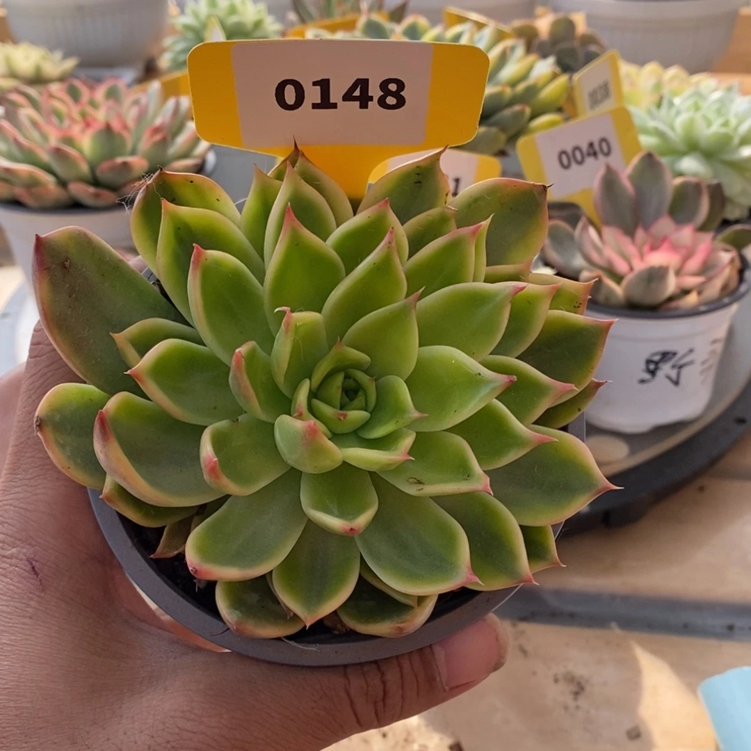 0148桃花哈哈哈噶