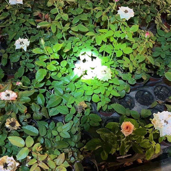 无花朵非常可爱小苗