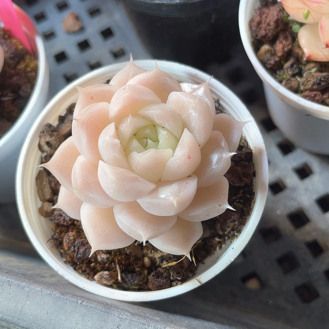 优选麦秆福利9412