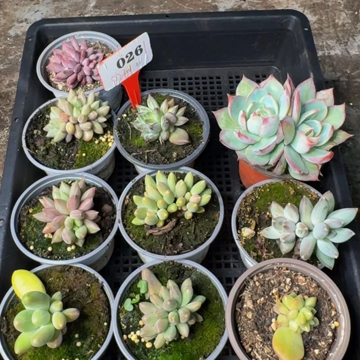 026多肉植物一物一拍