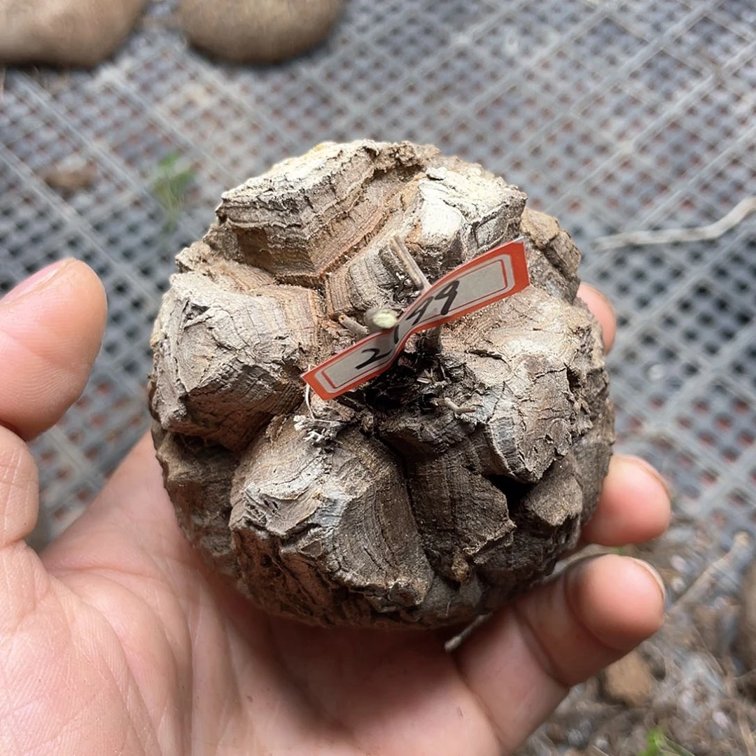 龟甲龙一物一拍2199号