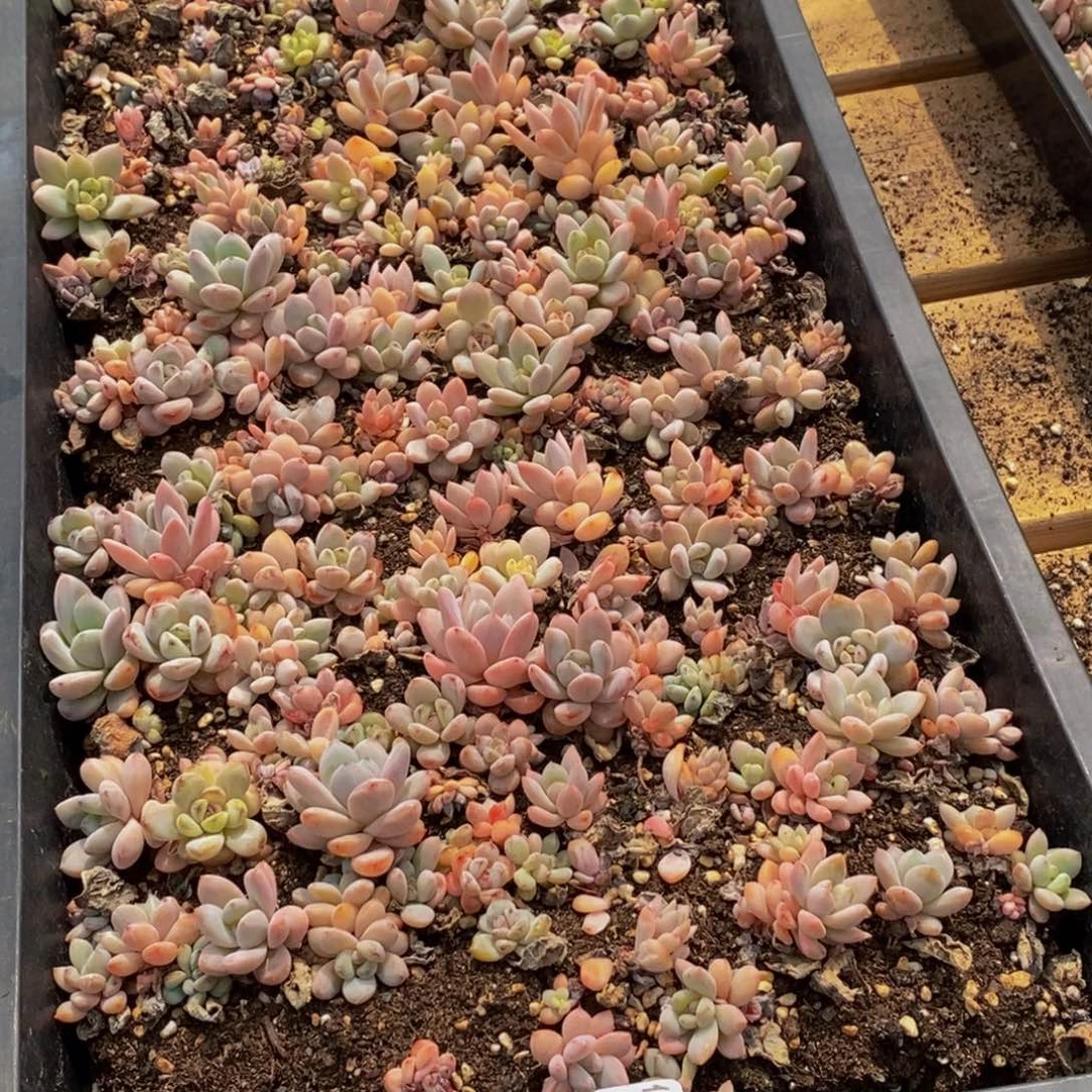 831多肉植物保护研究所所长的介绍