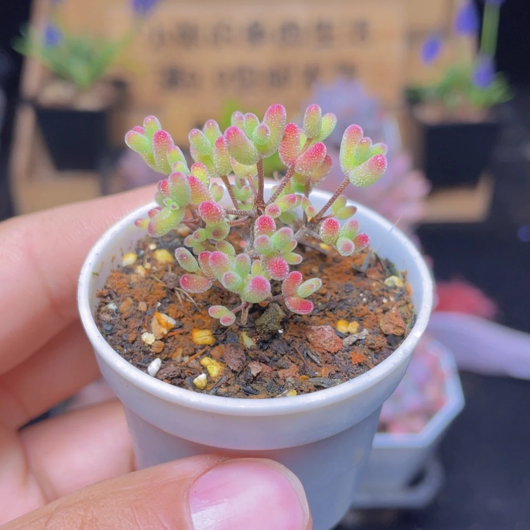 实生蜜桔糖球多肉9.9包邮发货