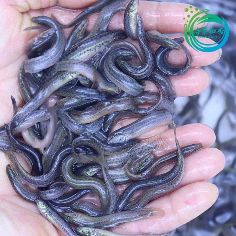 台湾泥鳅鱼鲜活小泥鳅活饵打窝鳅鱼龙鱼鳄龟活食钓鱼翘嘴鲈鱼诱饵