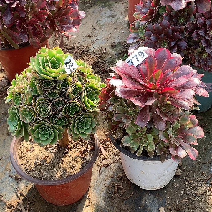 多肉2个779-284号