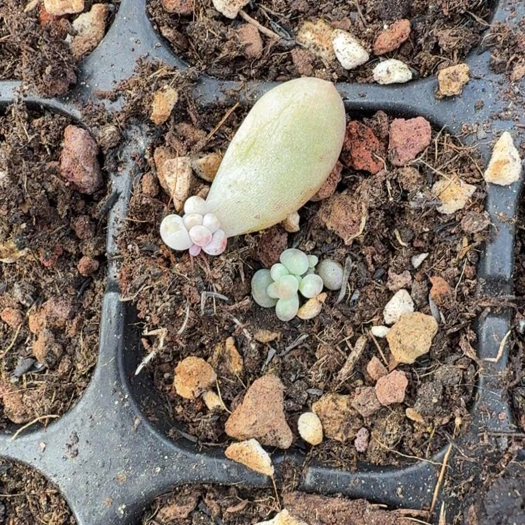 一组的推进动态魂到如今