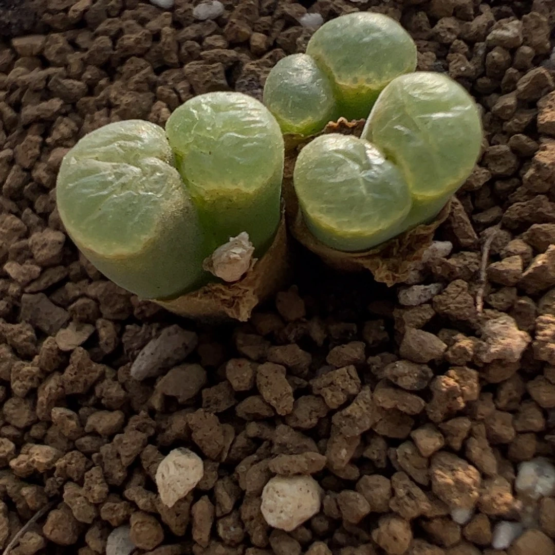 564 好看的多肉冲冲冲