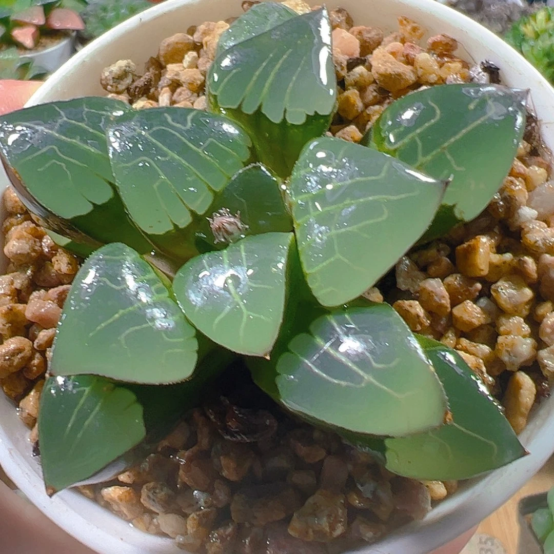 5373玉露多肉植物一颗