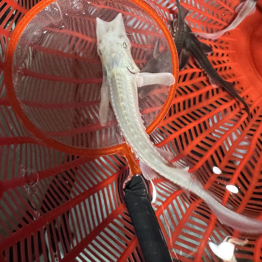 双头鲟鱼鲟龙鱼苗淡水鱼冷水鱼养殖