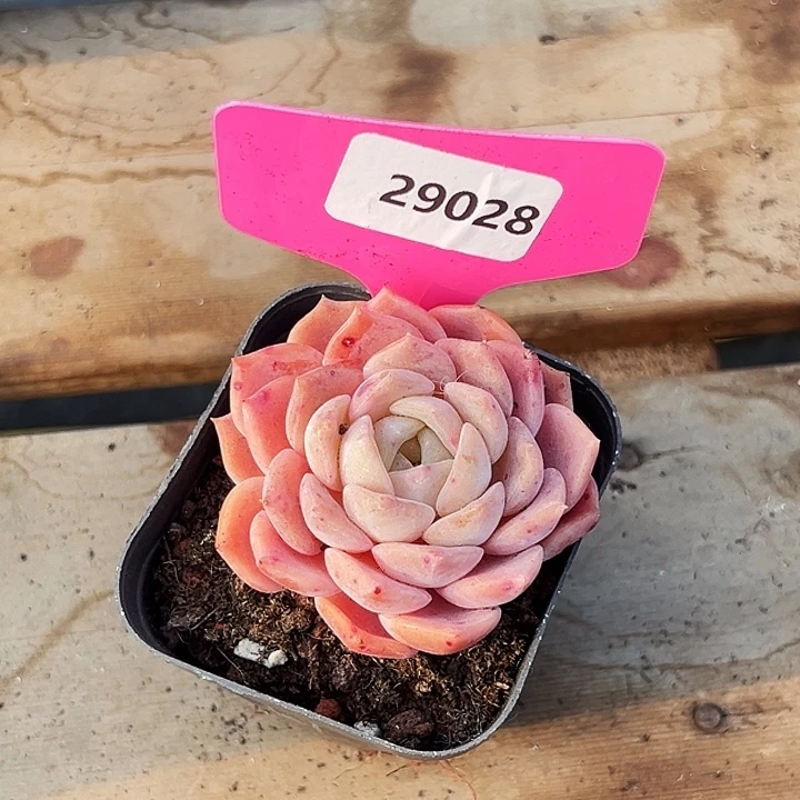 锦***婆糖心。   29028号。