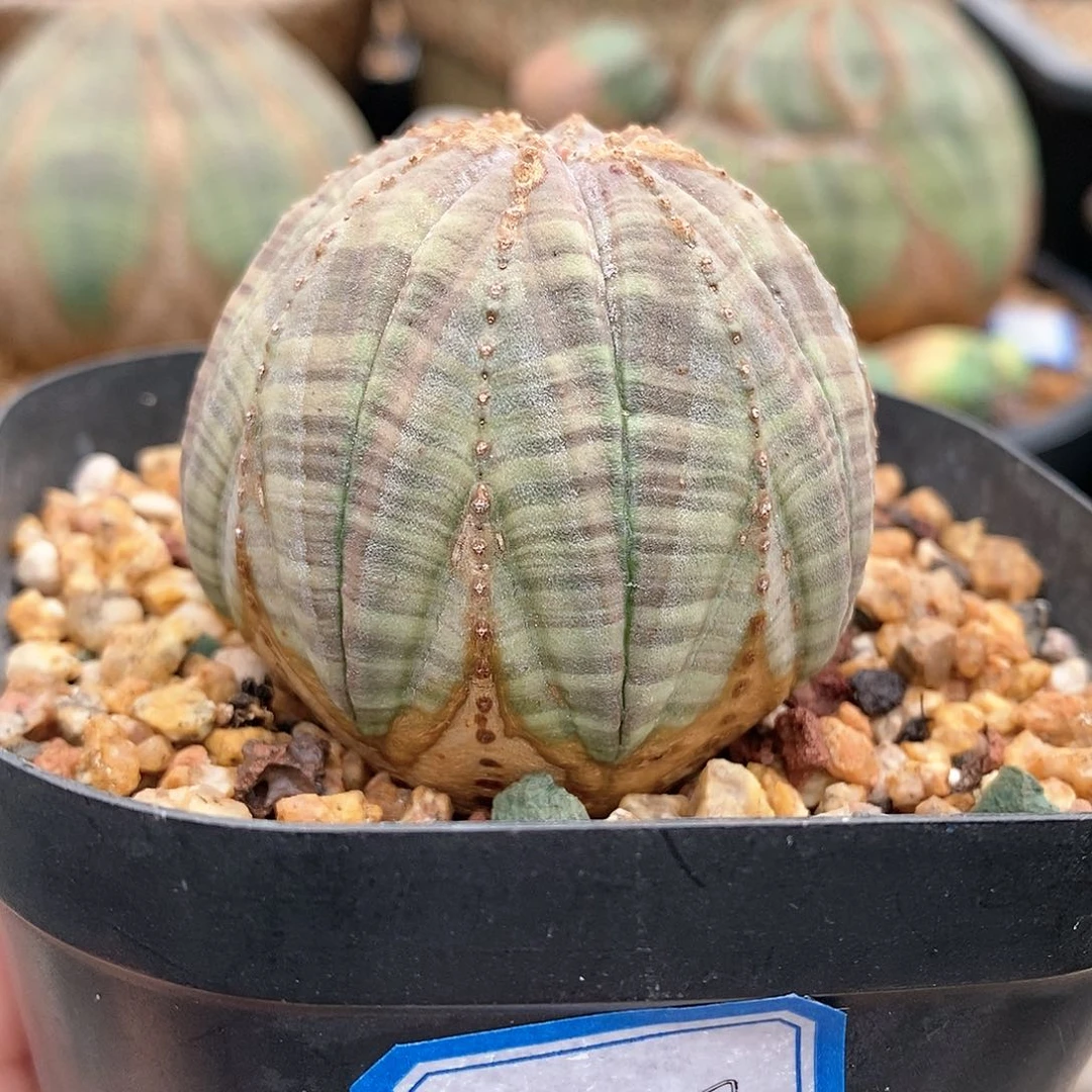 欧系布纹球多肉植物