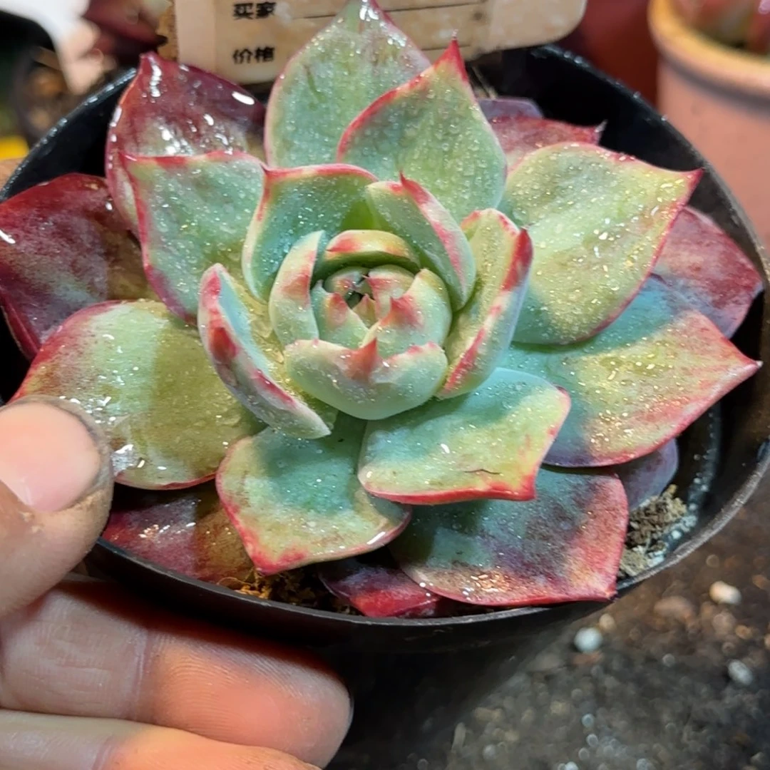 惊鸿一物一拍包装收缩花旱877