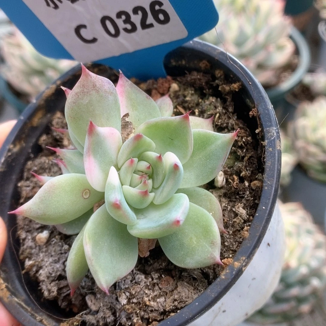 326锦锦锦锦锦锦锦