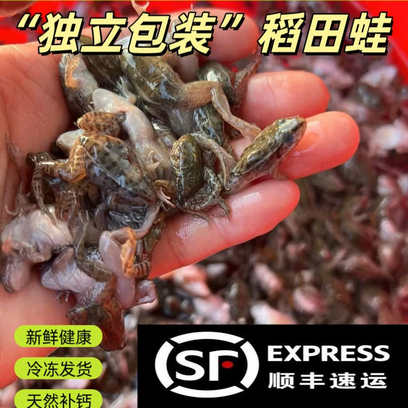 雷龙专用肉食饲料  冰冻稻田蛙