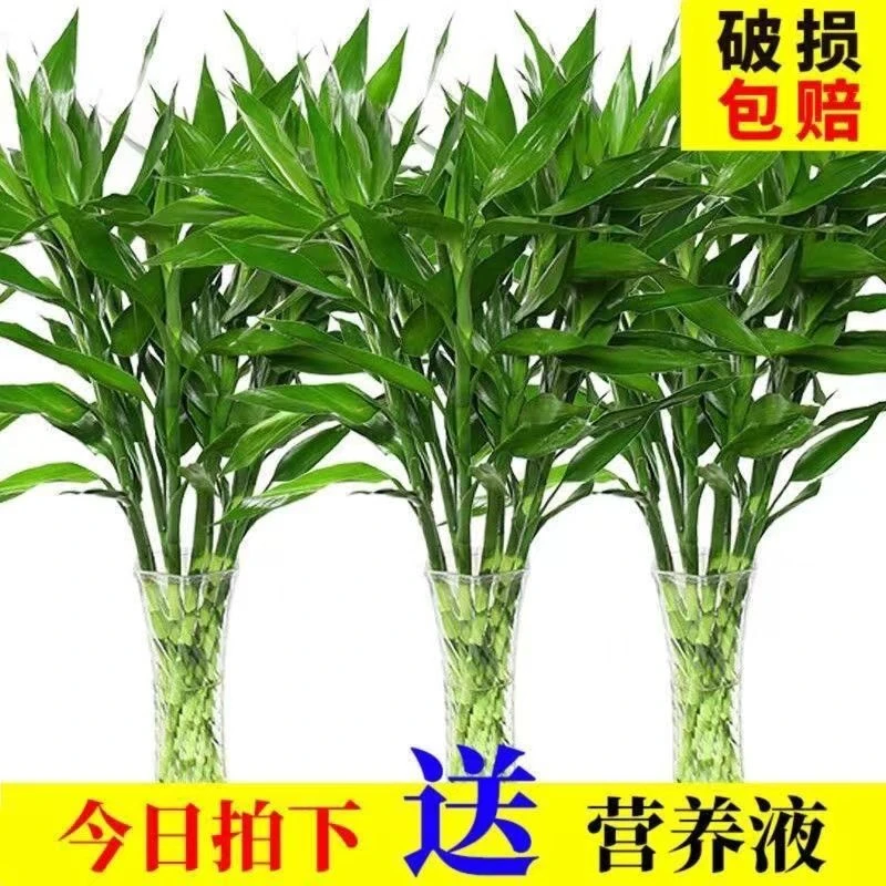 【平安富贵竹】富贵竹水培水养绿植客厅室内吉祥招财转运绿竹包邮