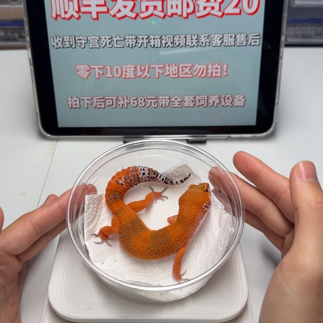 豹纹守宫蜜桔妹妹