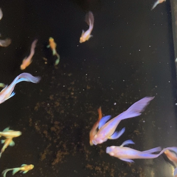 海***鱼斗鱼今天下午有没有课哦明天