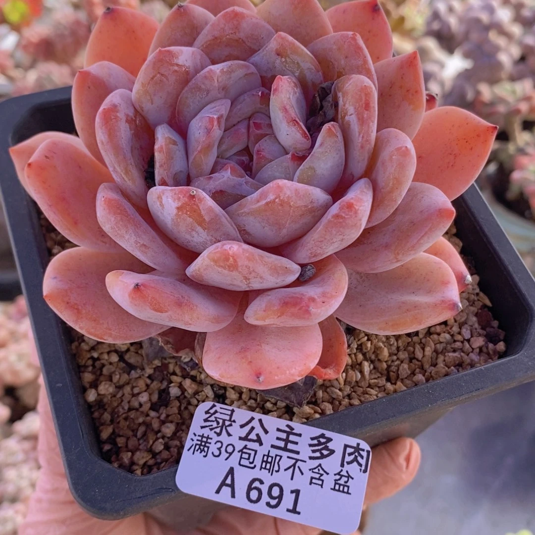 橙子9cm691多肉植物