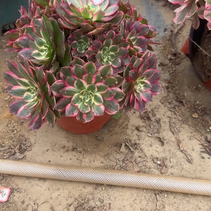 7-50雨禾多肉不包售后