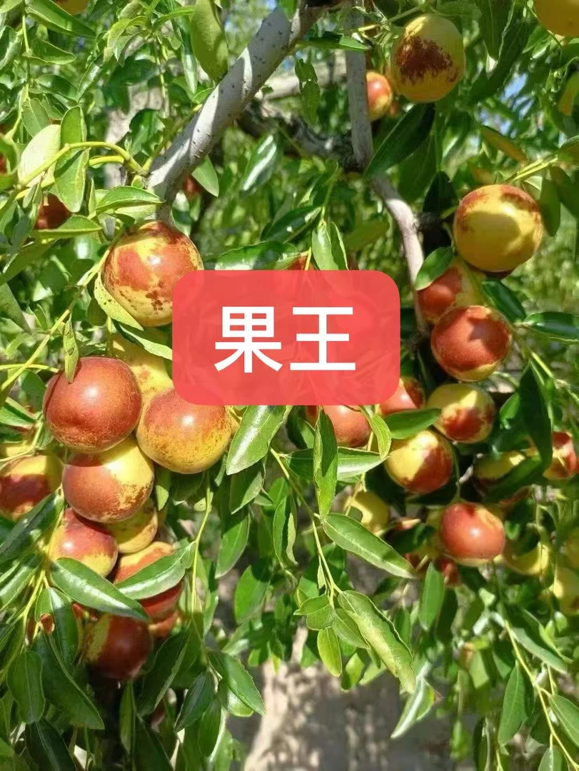 果王 现摘现发脆甜多汁冬枣新鲜当季水果产地