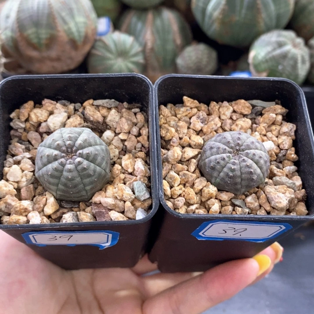 欧系实生布纹球一物一拍