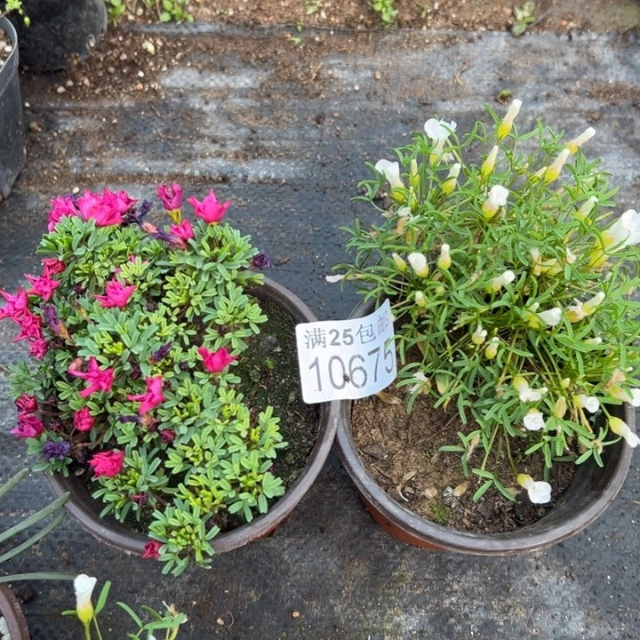 酢浆草675，一物一拍带盆