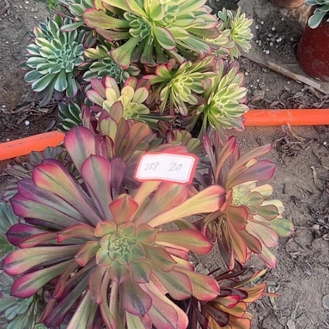 多肉植物天和288