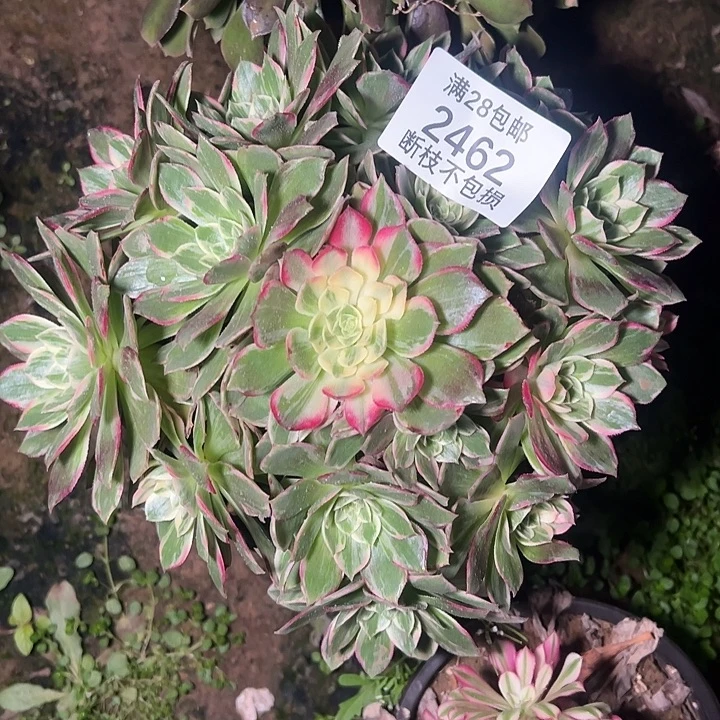 2462万花筒多肉植物