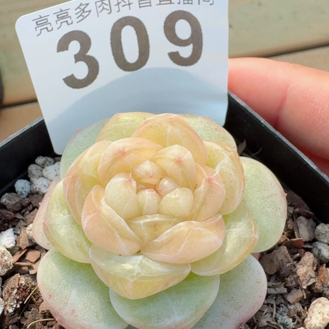 孤品         精品多肉