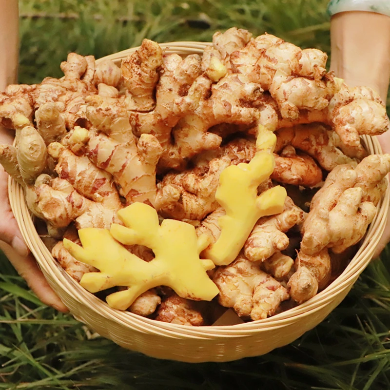 滇鲜生正宗云南小黄姜 新鲜生姜 农家自种调味新鲜食材食用月子姜