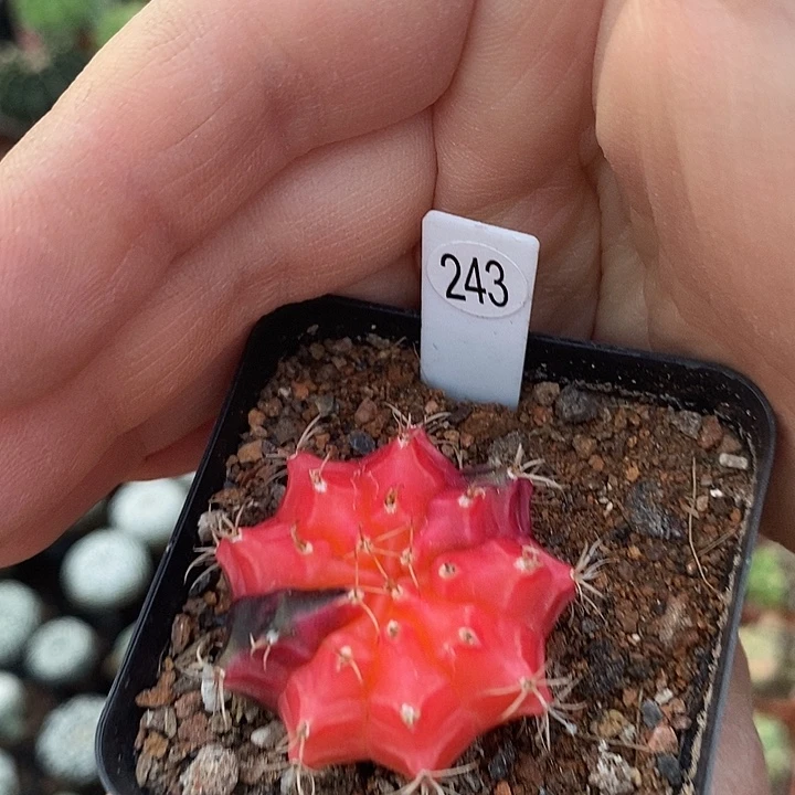 盆5公分满25包邮裸根发货