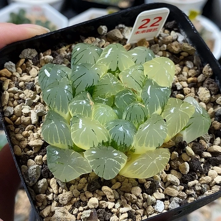 22实生湖水玉露锦一物一拍