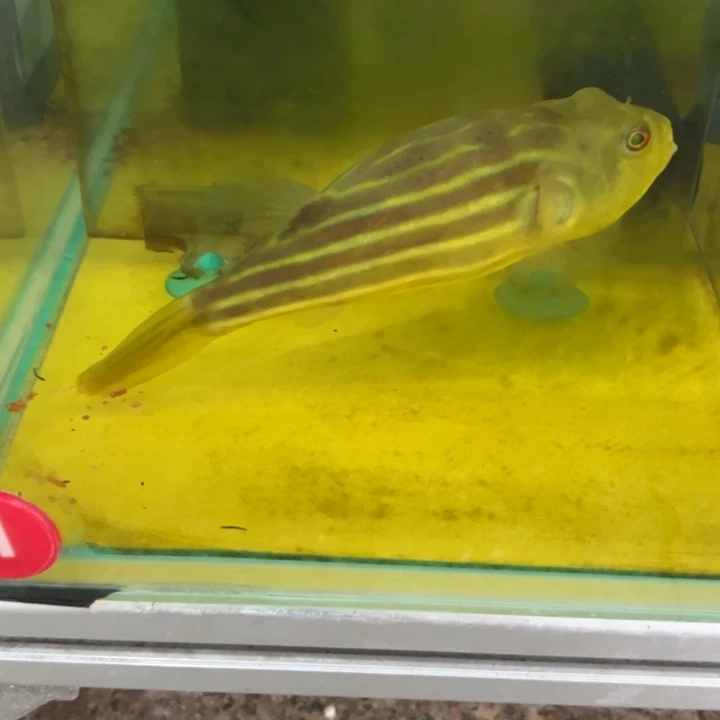 大斑马鱼斑马狗头鱼