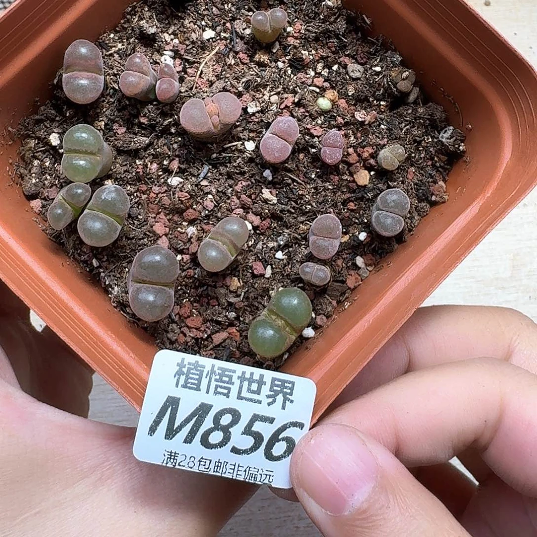 多肉植物的润泽edjj