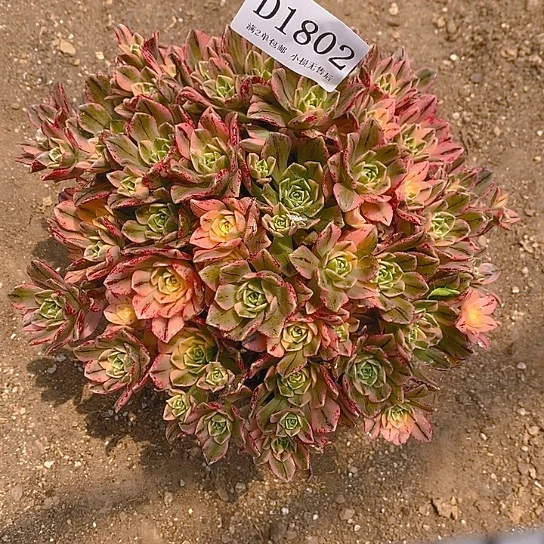 1802甜茶多肉发货叶片有黑斑