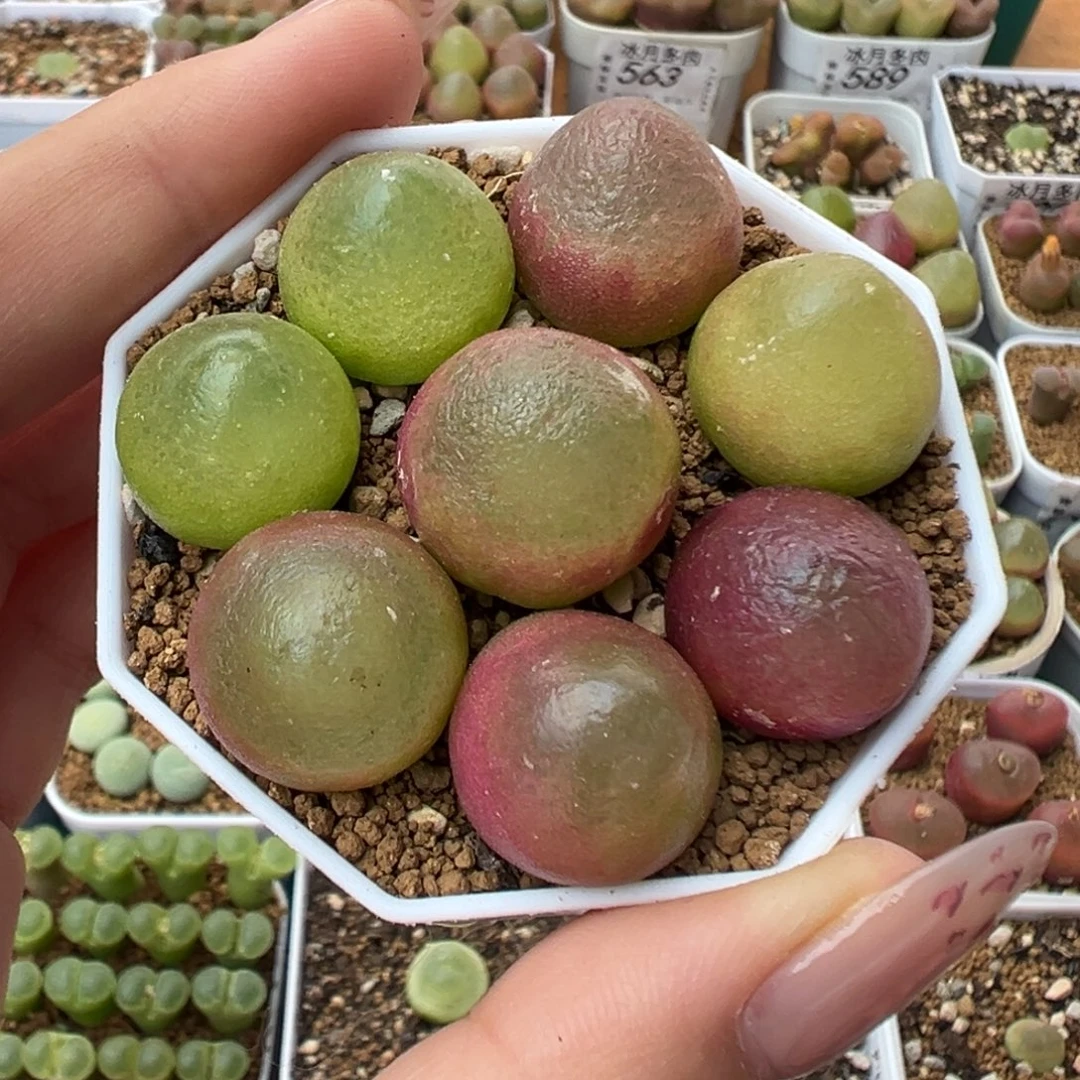 573灯泡八颗裸根发货