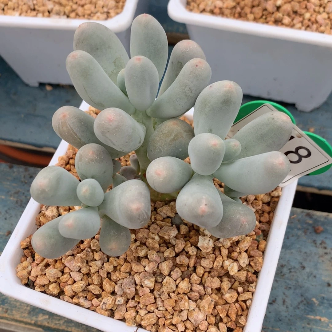 米可奶无砍一物一拍018