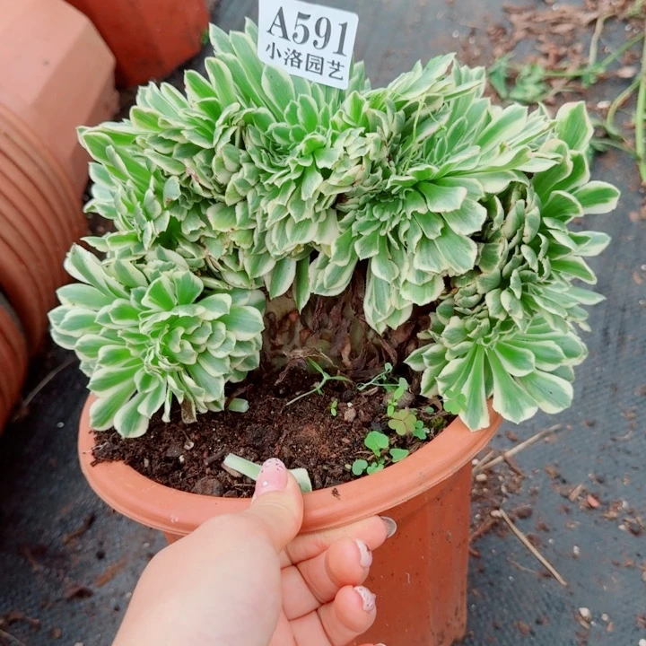 591迈巴赫缀化多肉植物