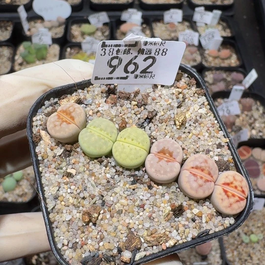 zzzzz生石花肉锥962