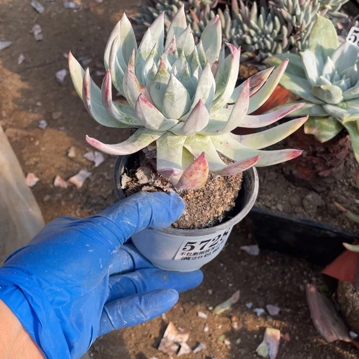 728号雪山杂多肉植物