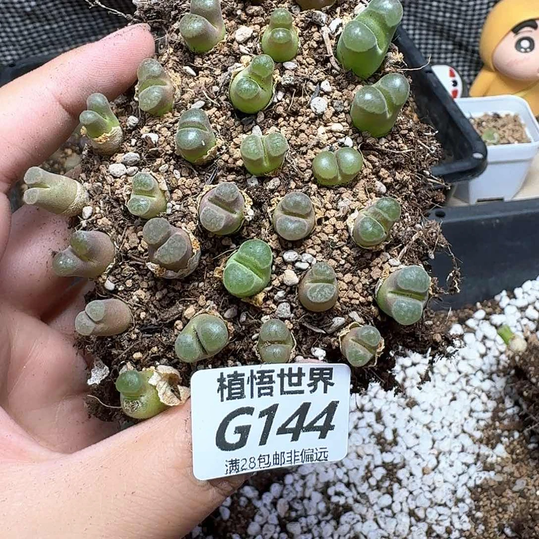 多肉植物的润泽额fg