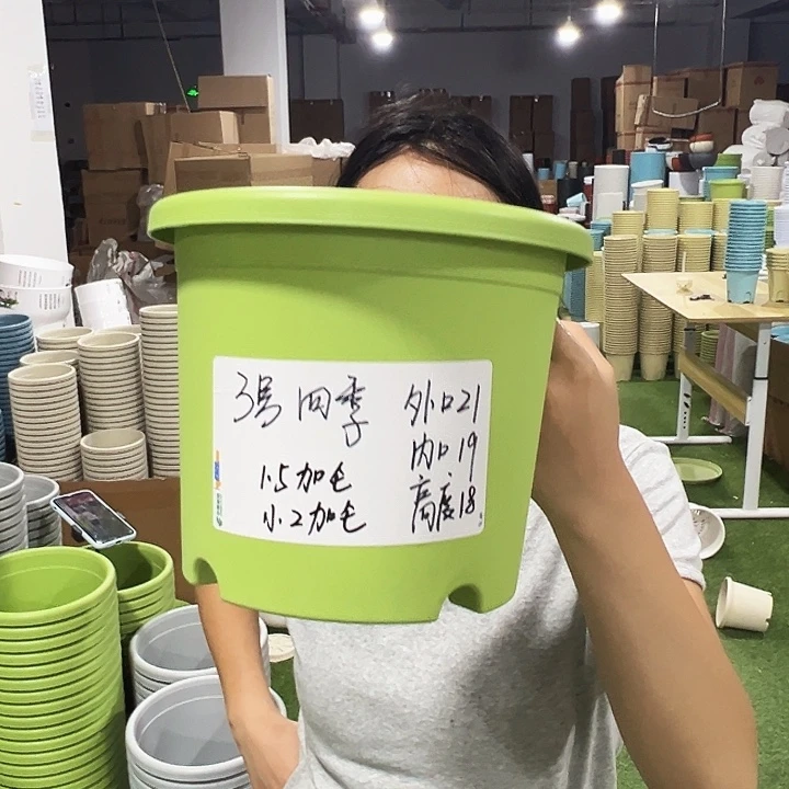 特价3号四季口21高18果绿10只无托