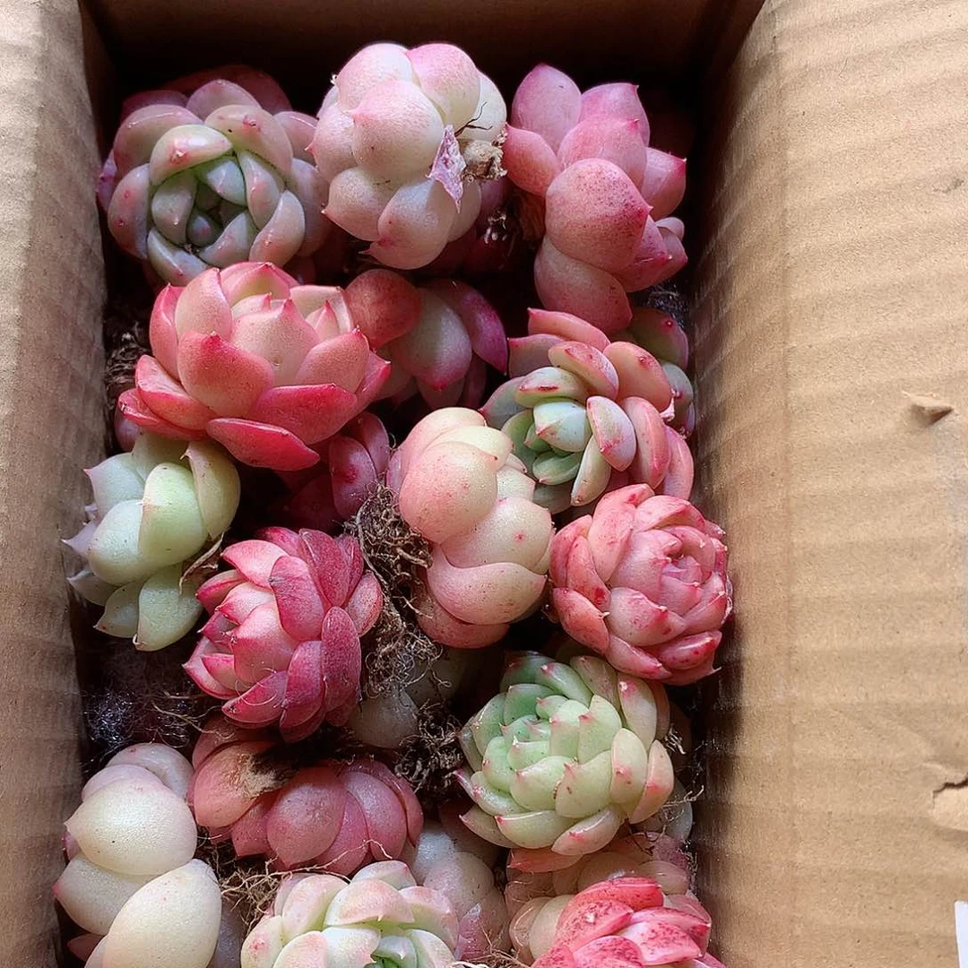 10-量拍品质保证脱土20-30颗冠幅2-4CM