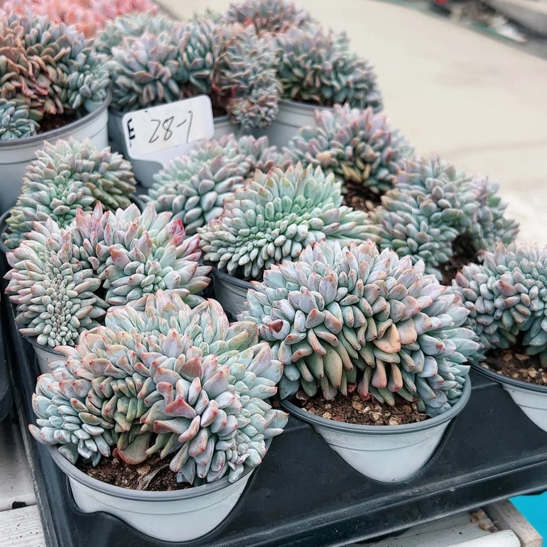 多肉植物28-7星影缀化
