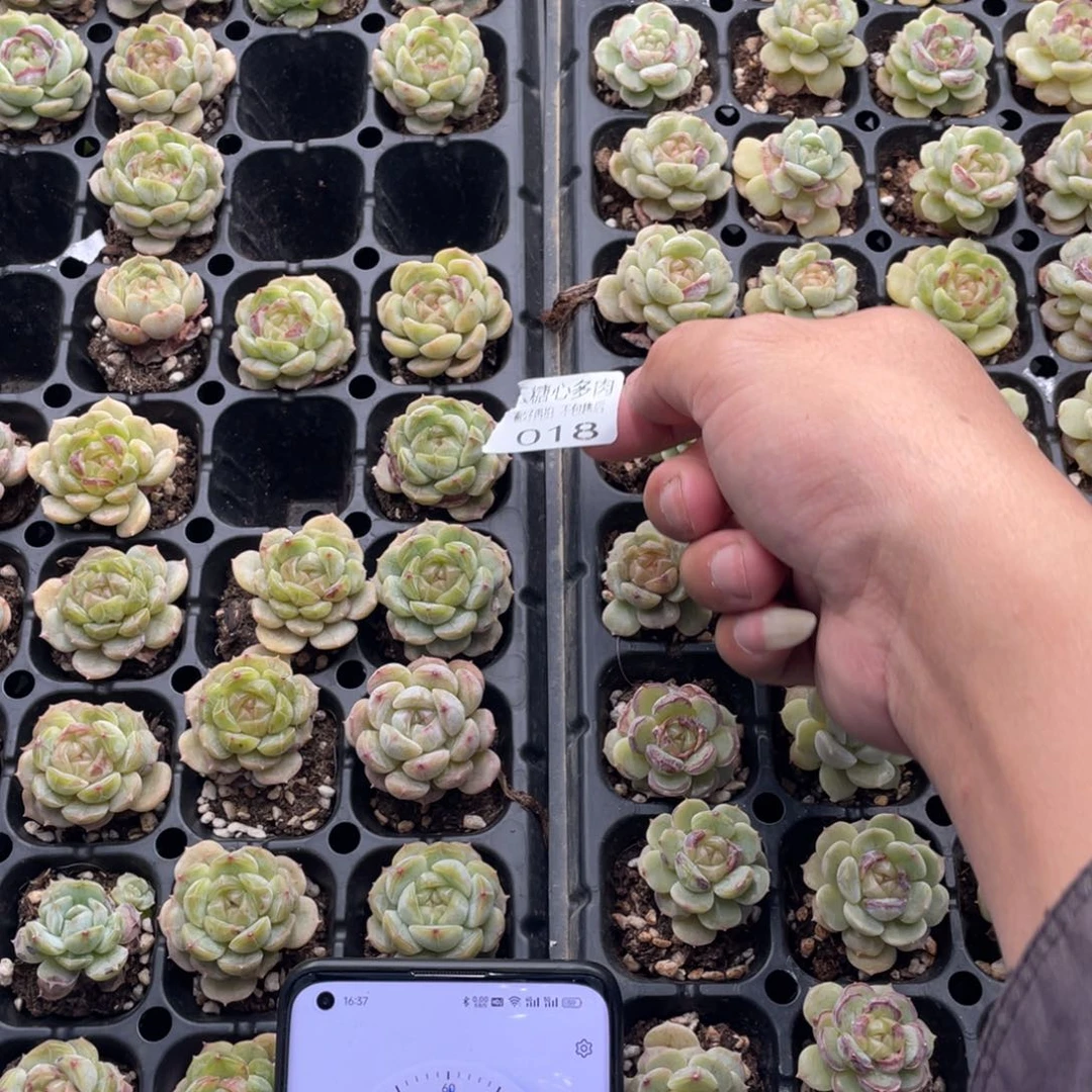 ❄️****云糖心多肉植物18