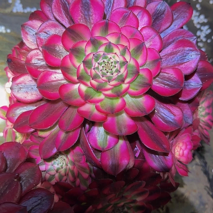 精品红铜壶超白锦捧花亏本福利